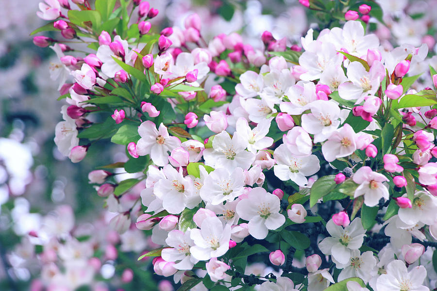 Spring Photograph - The Blossom Effect by Iryna Goodall