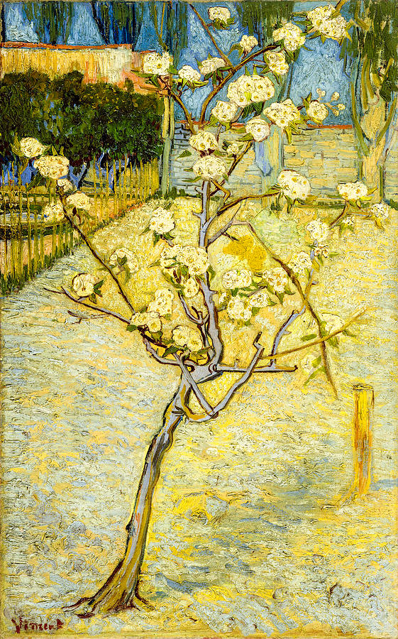Pear Painting - The Blossoming Pear Tree  by Vincent Van Gogh
