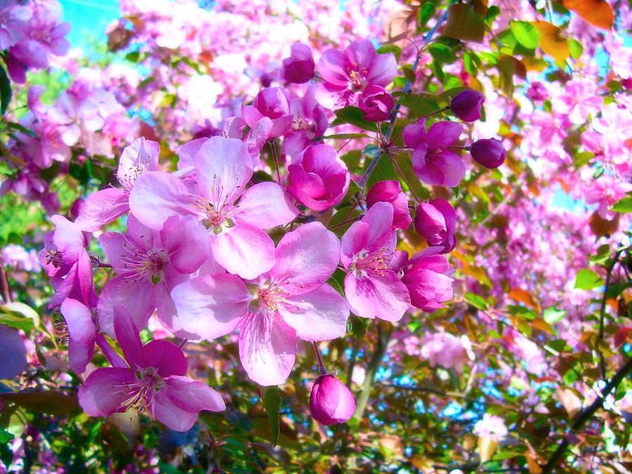 Spring Photograph - The Blossoms of Spring by Lisa Gilliam