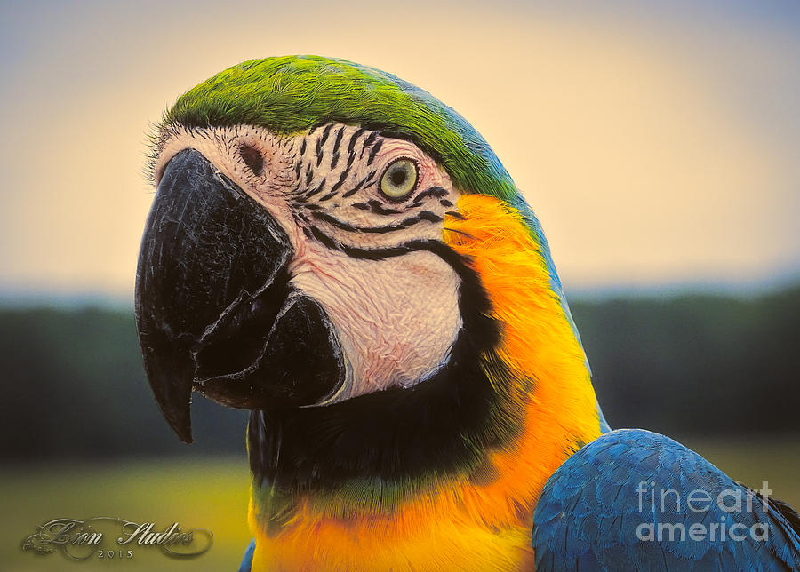 The Blue And Gold Macaw Ara ararauna Photograph by Melissa Messick