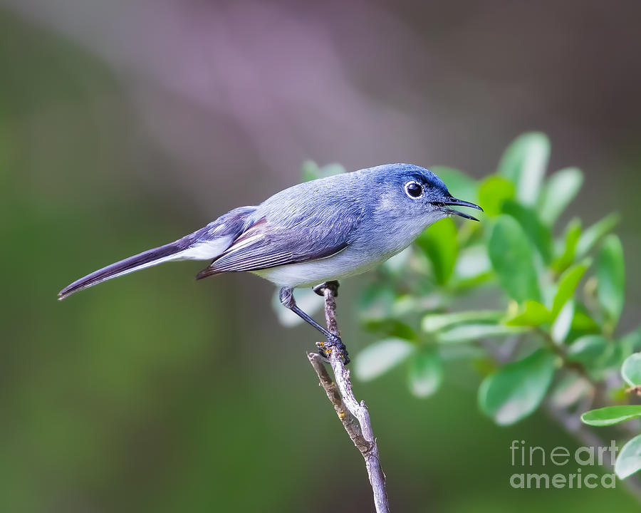 The Blue and Gray Photograph by Gary Holmes