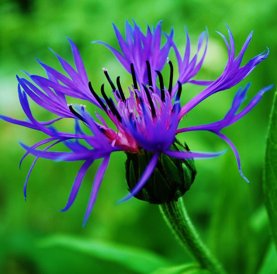 The Blue Bachelor Photograph by Susan Dahlen - Fine Art America