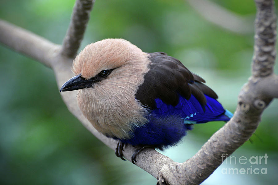 The Blue Bellied Roller Photograph by Savannah Gibbs