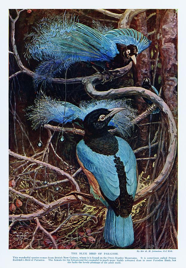 The blue bird of paradise Painting by Vincent Monozlay