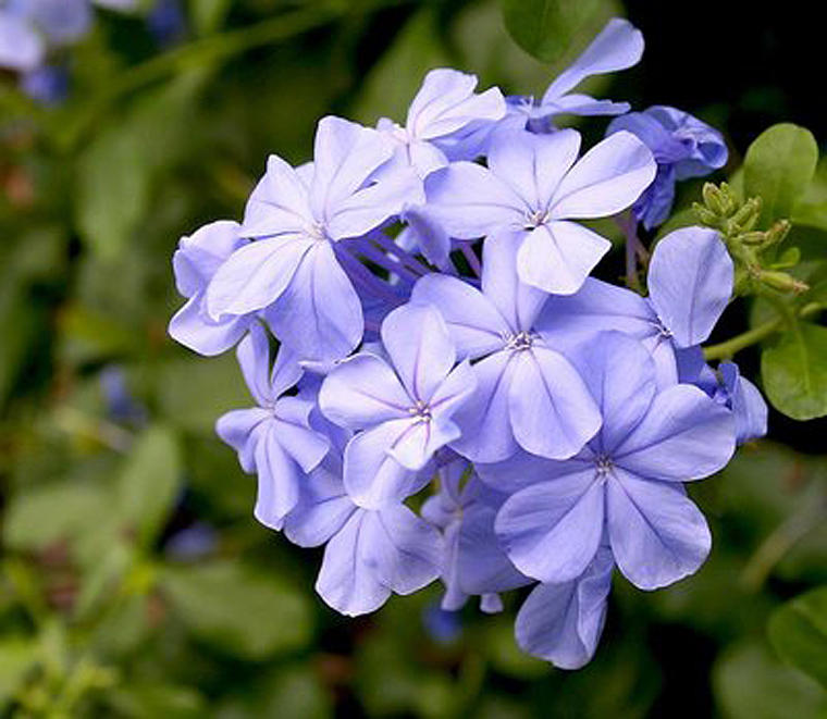 The Blue Cluster Photograph by Robert Lewis - Fine Art America