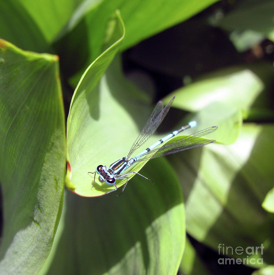 Nature Photograph - The blue dragonfly Square format by Ausra Huntington nee Paulauskaite