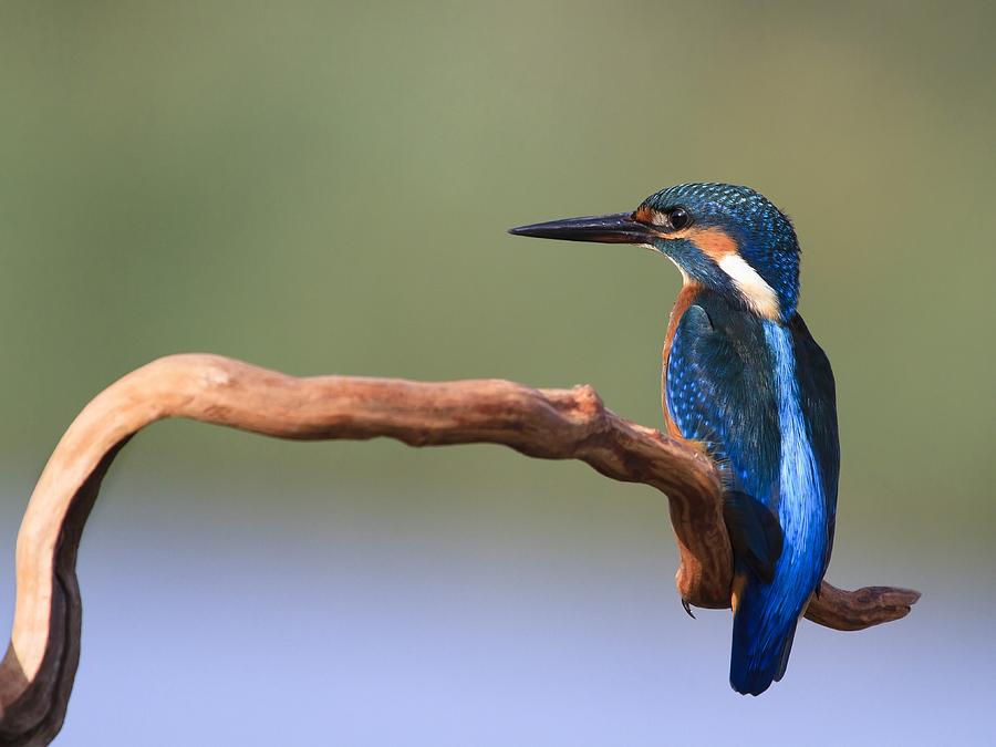 Bird Photograph - The Blue Fisherman by Amnon Eichelberg