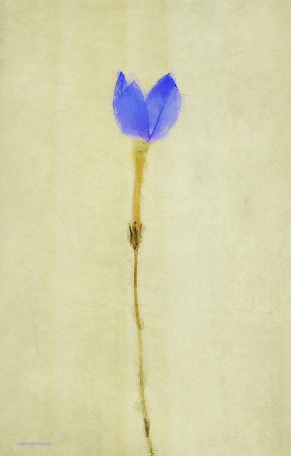 Flowers Still Life Photograph - The Blue Flower by Ron Jones