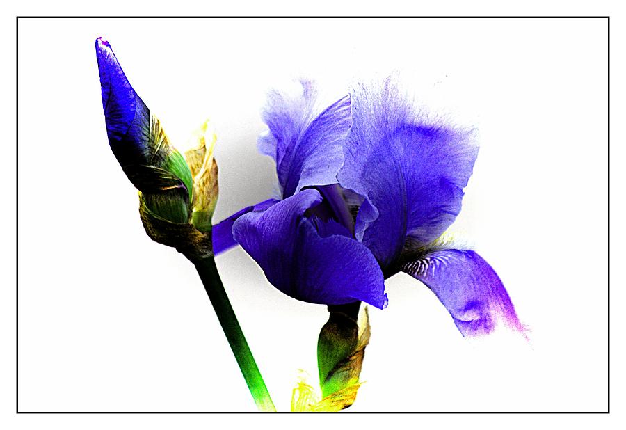 The Blue Iris Photograph by Karen McKenzie McAdoo