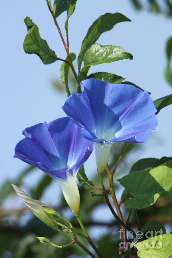 Blue Photograph - The Blue Morning Glory by Cathy Beharriell