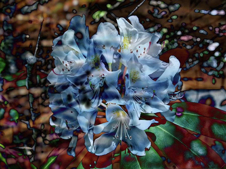 The Blue Rhododendron Photograph by Thom Zehrfeld