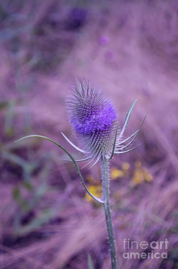 The Blue Softness Of A Teasel Photograph by Michelle Meenawong