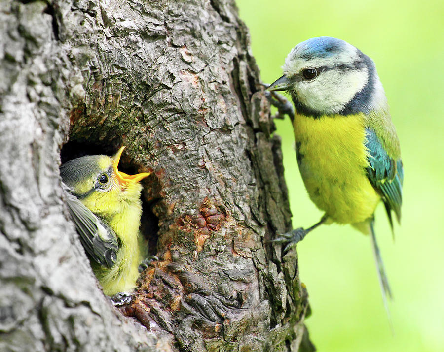 tit feeding