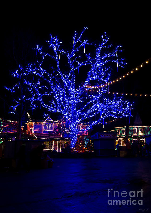 The Blue Tree Photograph by Jennifer White