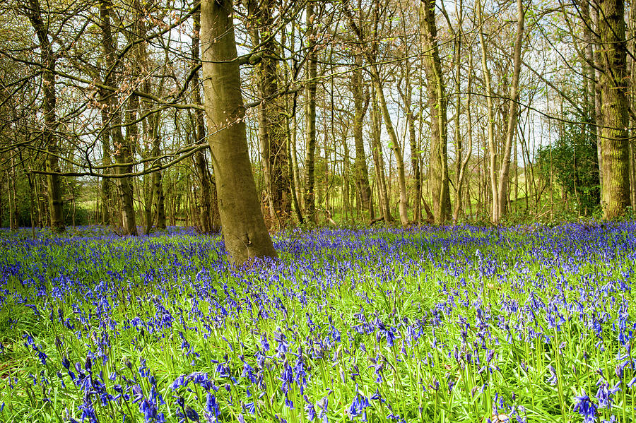 The Bluebell wood in spring. Photograph by John Paul Cullen