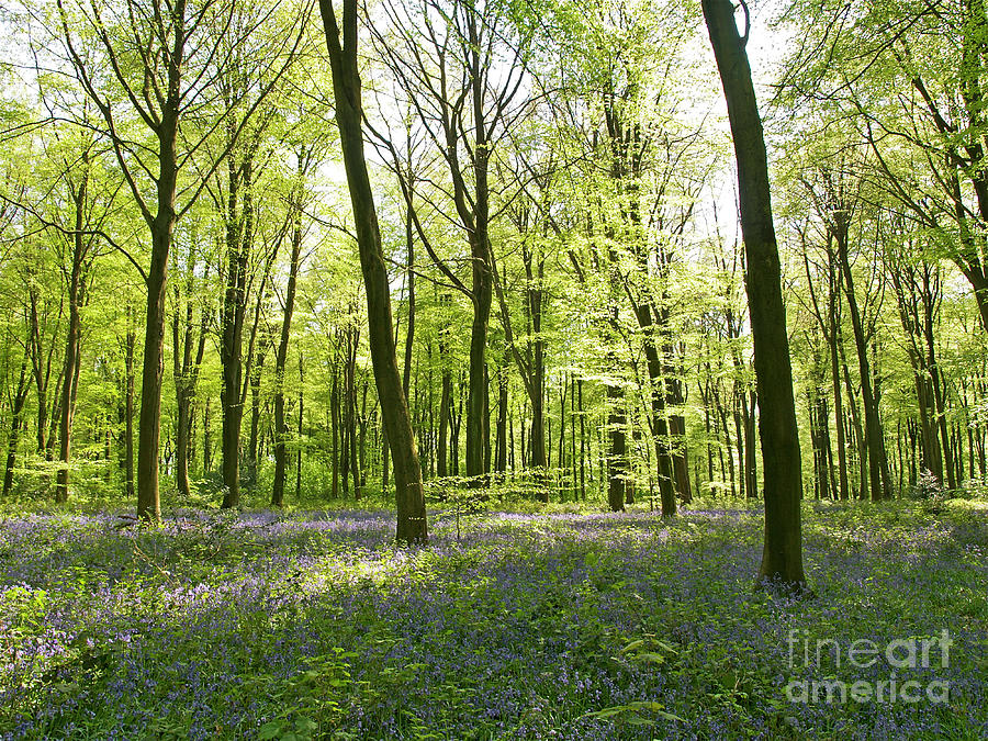 The Bluebells Of Itchen Woods Photograph