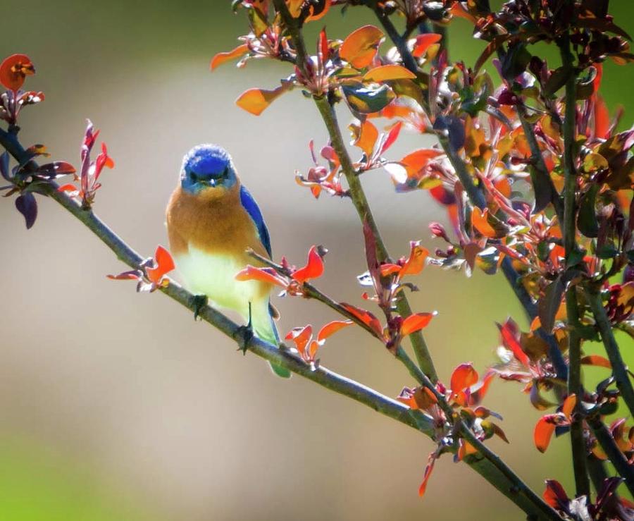 The Bluebird Photograph by Heather Hubbard The Bluebird Photograph by Heather Hubbard