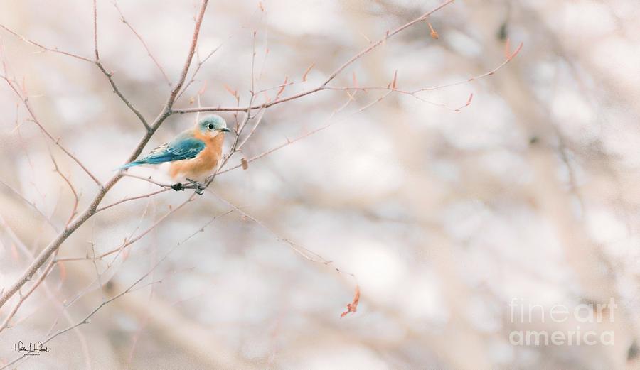 The Bluebird in Birch Photograph by Heather Hubbard