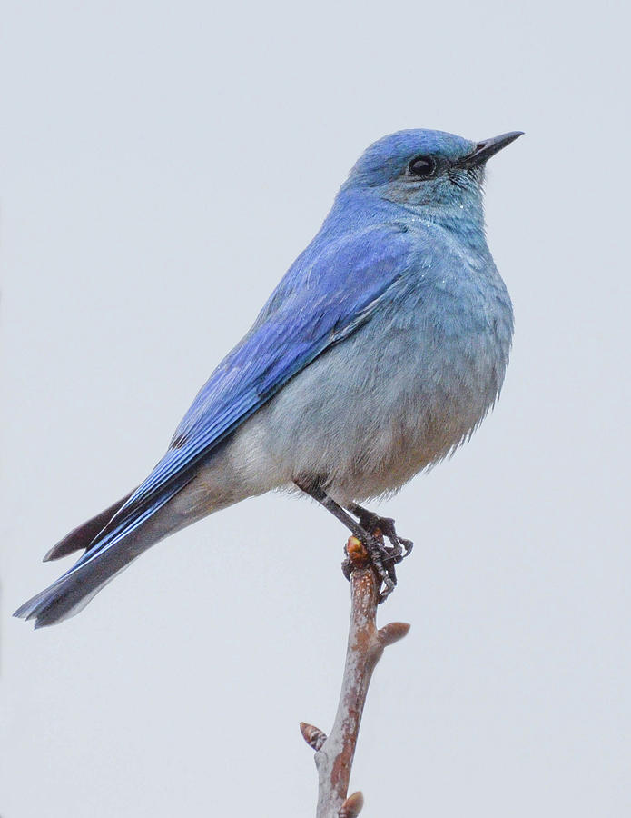 The Bluebird Of Happiness Photograph