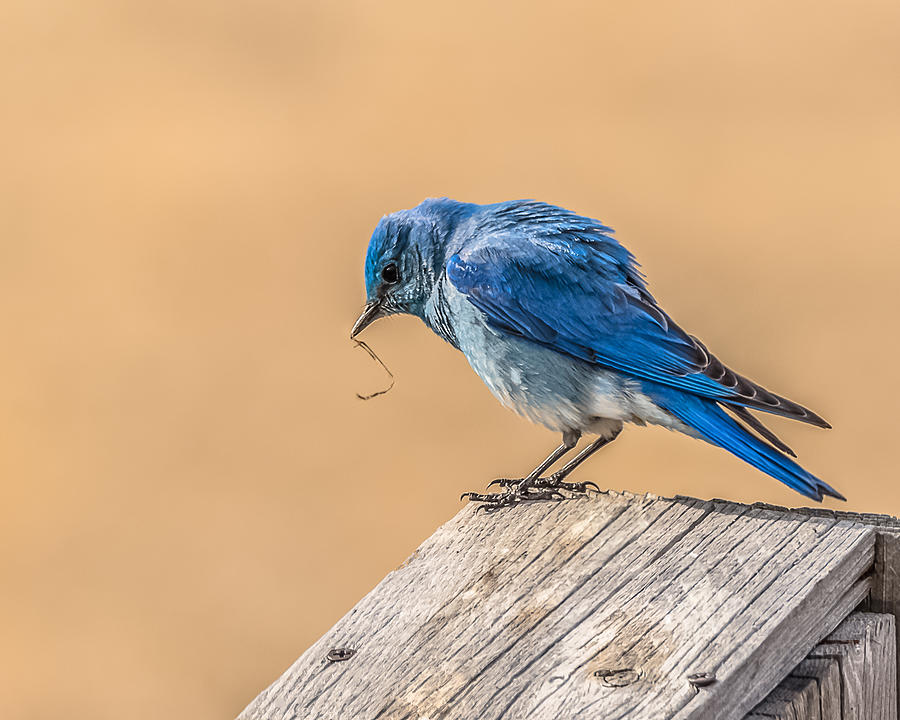 The Bluebird Of Spring Photograph by Yeates Photography