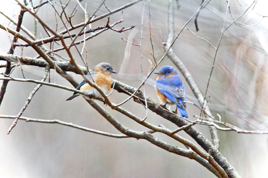 The Bluebirds Of Happiness Photograph