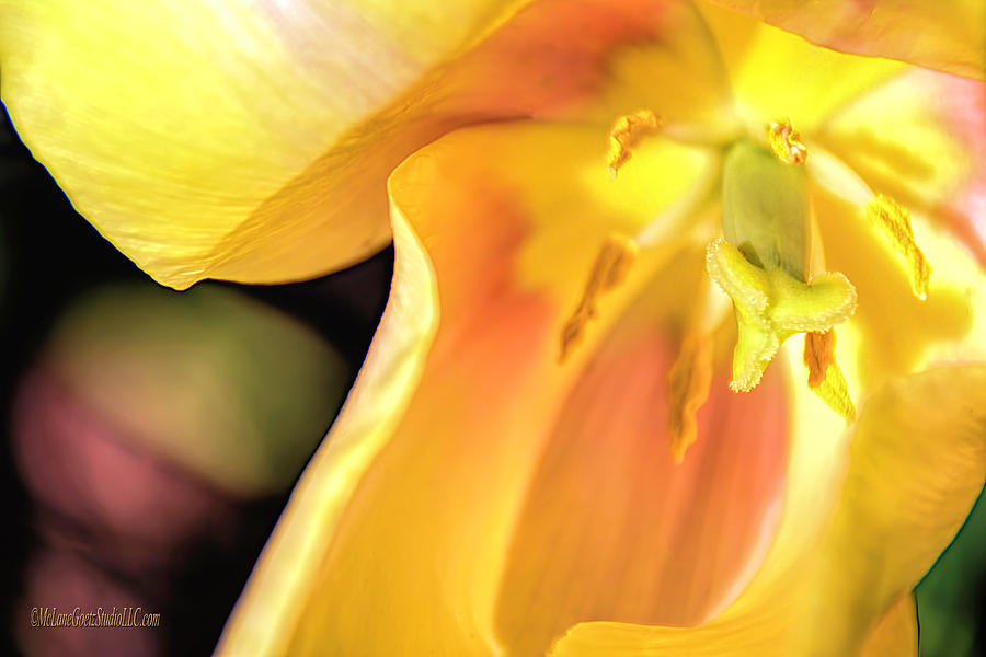 The Blushing Lady Tulip Photograph by LeeAnn McLaneGoetz McLaneGoetzStudioLLCcom