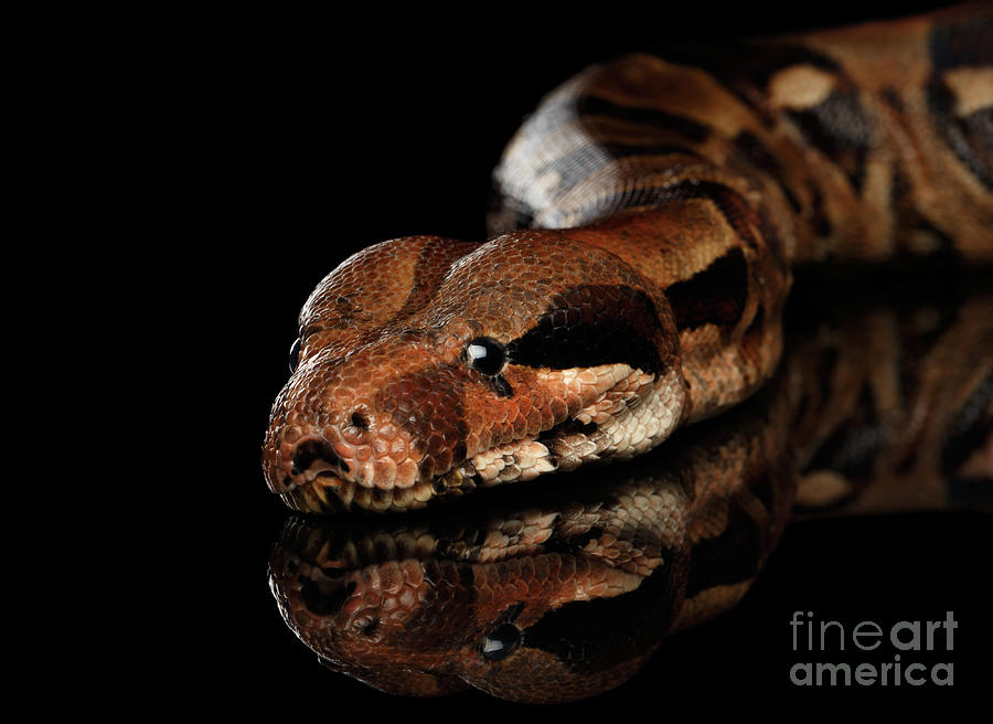 Snake Photograph - The Boa constrictors, isolated on black background by Sergey Taran