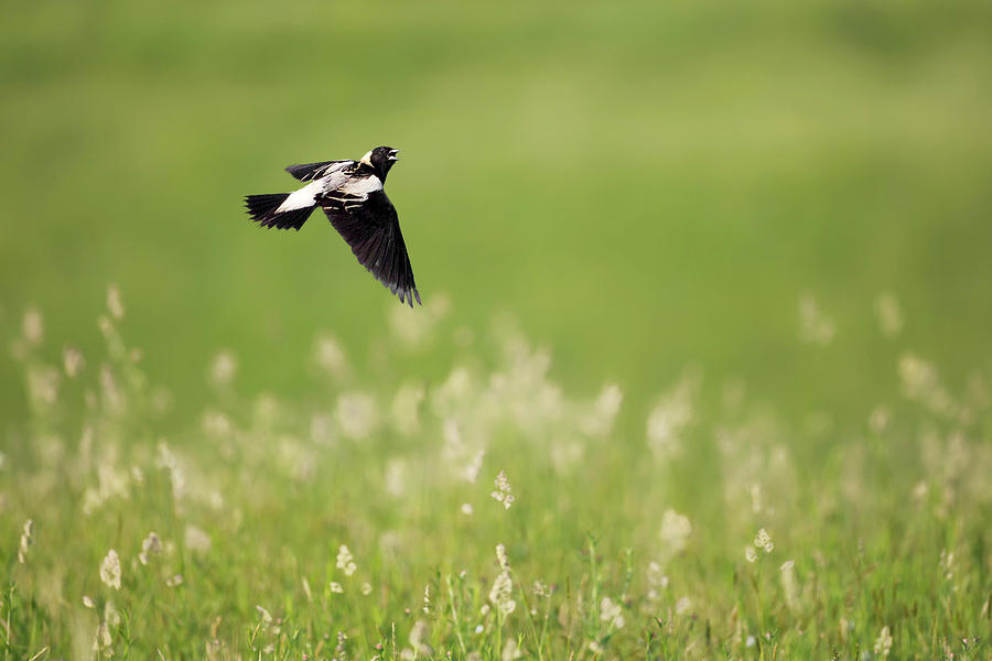 The Bobolink in Flight Photograph by Bill Wakeley