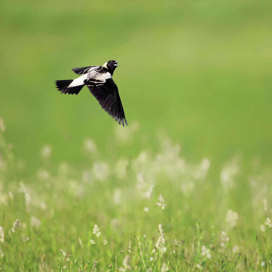 The Bobolink in Flight square Photograph by Bill Wakeley