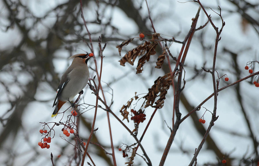 The Bohemian Waxwing Photograph by Whispering Peaks Photography