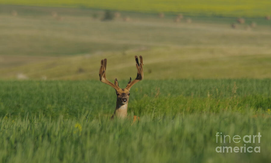Deer Photograph - A buck deer gazing from within a field by Jeff Swan