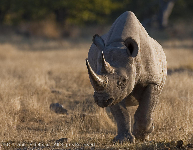 Black Rhino Photograph - The Boss by Irvine Eidelman