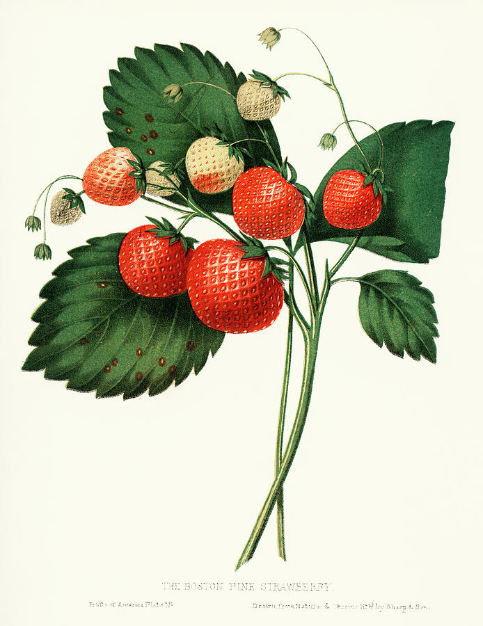 The Boston Pine Strawberry, 1852 Painting by Vincent Monozlay