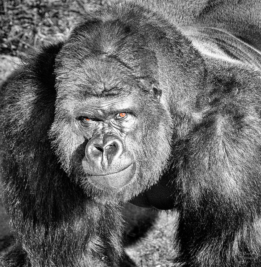 Gorilla Bath Mat, Close up Shot of an Ape Animal on a Blurry