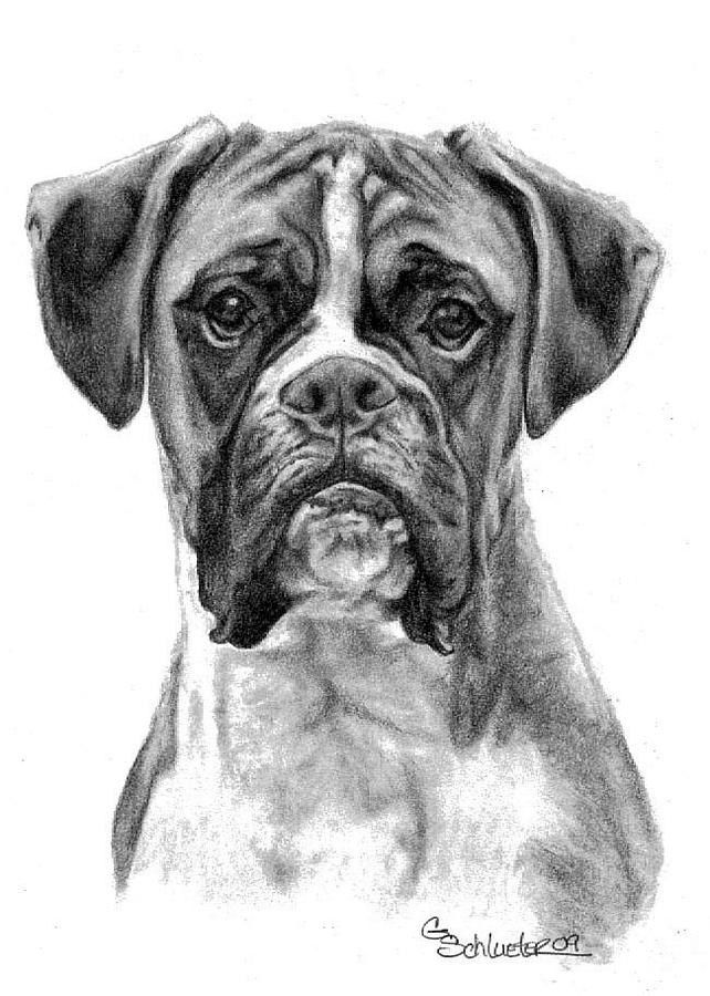The Boxer Drawing by Genevieve Schlueter