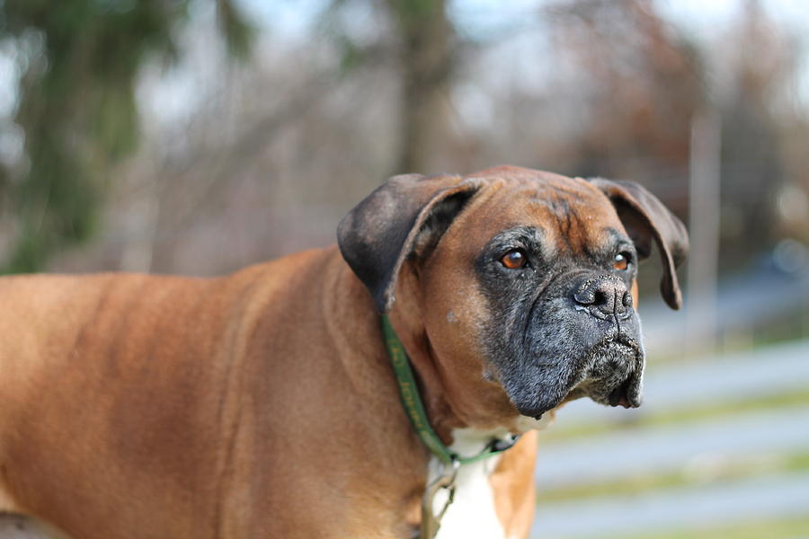 The Boxer Photograph By Melanie Scott - Fine Art America