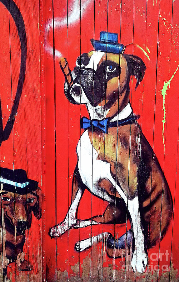 The Boxer   wall graffiti Photograph by Elaine Manley