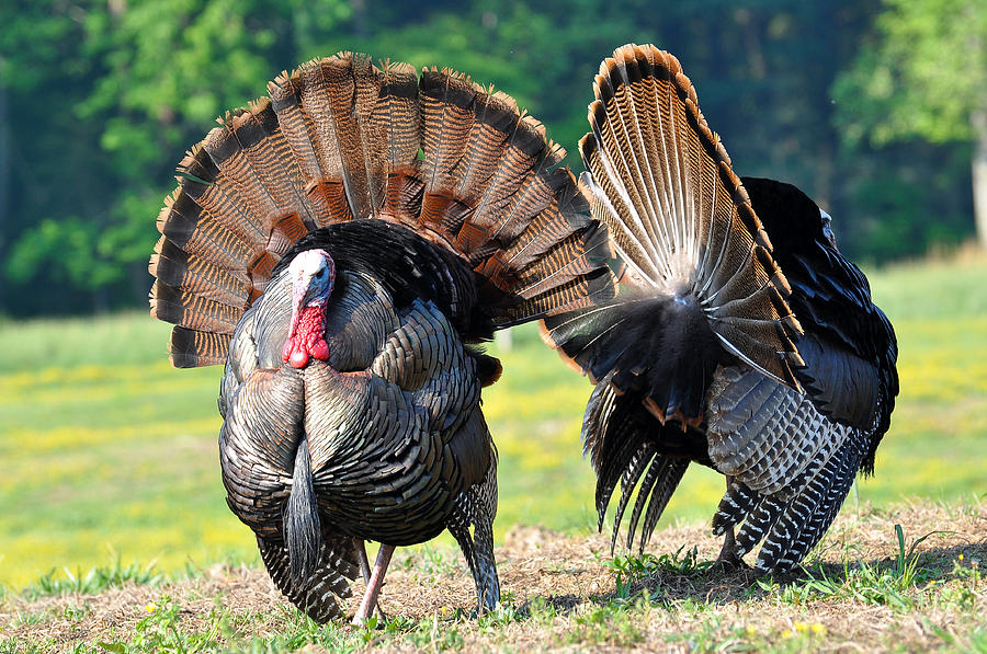 Turkey Photograph - The Boys by Todd Hostetter