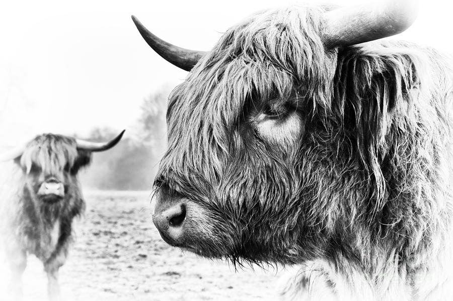 Cow Photograph - The Boyz by Tim Gainey