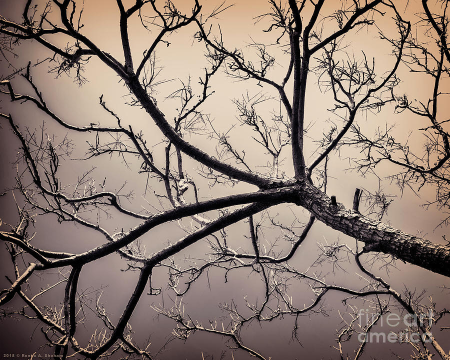 The Branch - Fine Art Photography Photography By Ronna A Shoham Photograph
