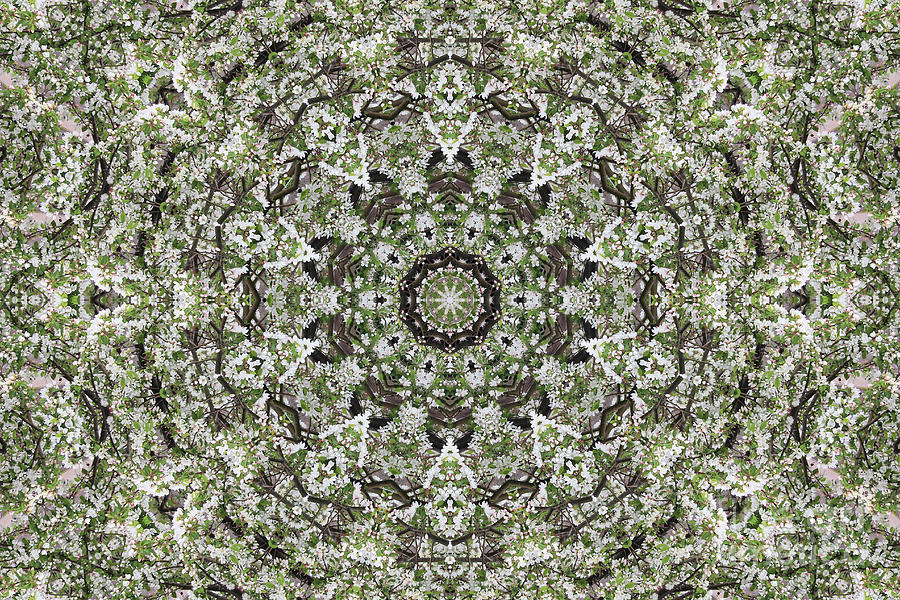 The Branch Kaleidoscope Digital Art by Donna L Munro
