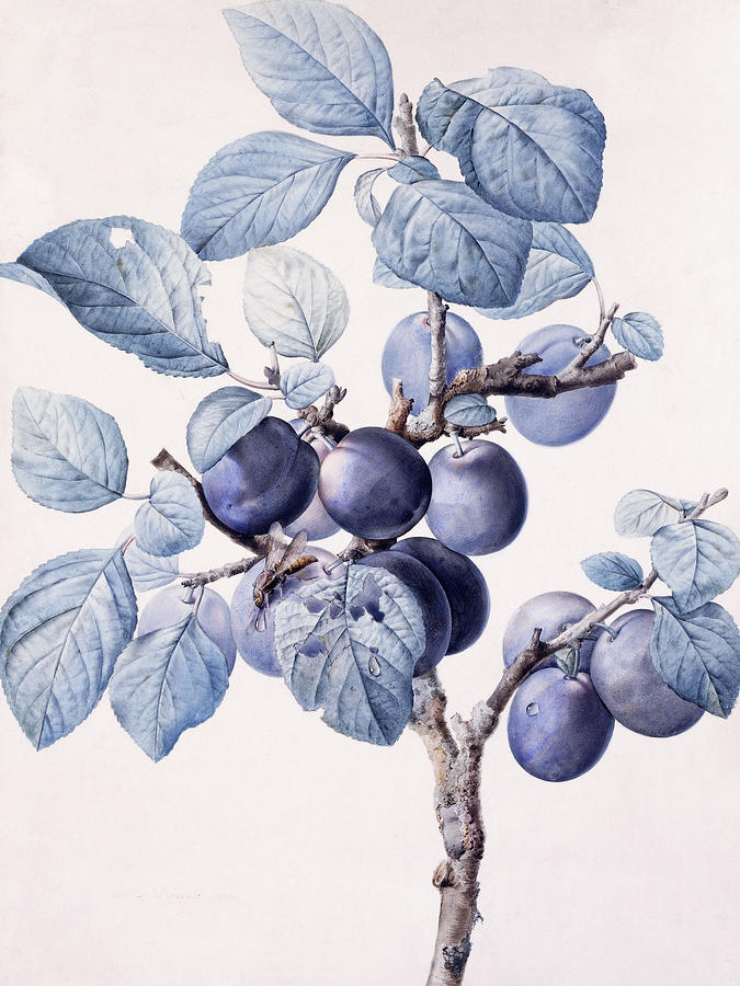 The Branch of a Plum Tree Painting by Pierre Joseph Redoute