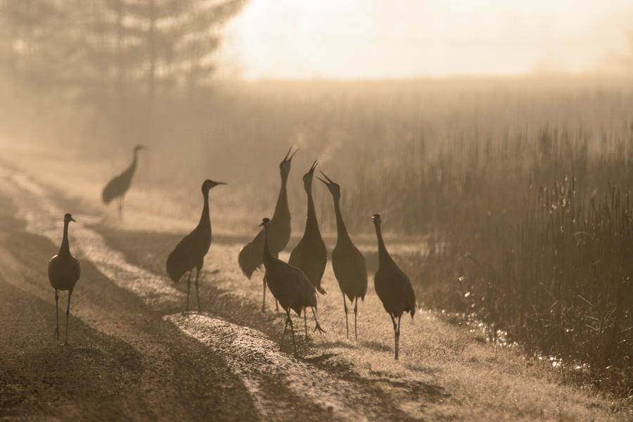The Breath of A Sandhill Crane Photograph by Brook Burling
