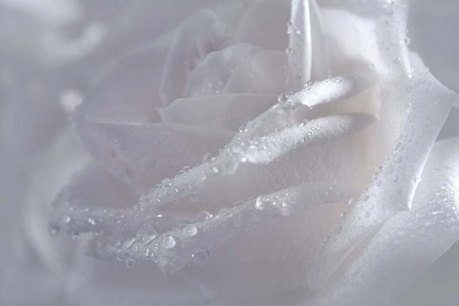 Nature Photograph - The Breath of the White Rose by Margarita Buslaeva