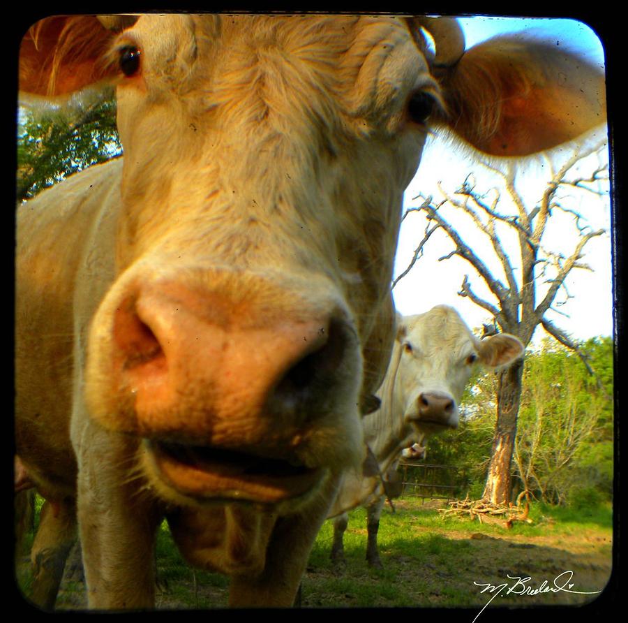 Cow Photograph - The Breeland Herd by Melissa Lutes