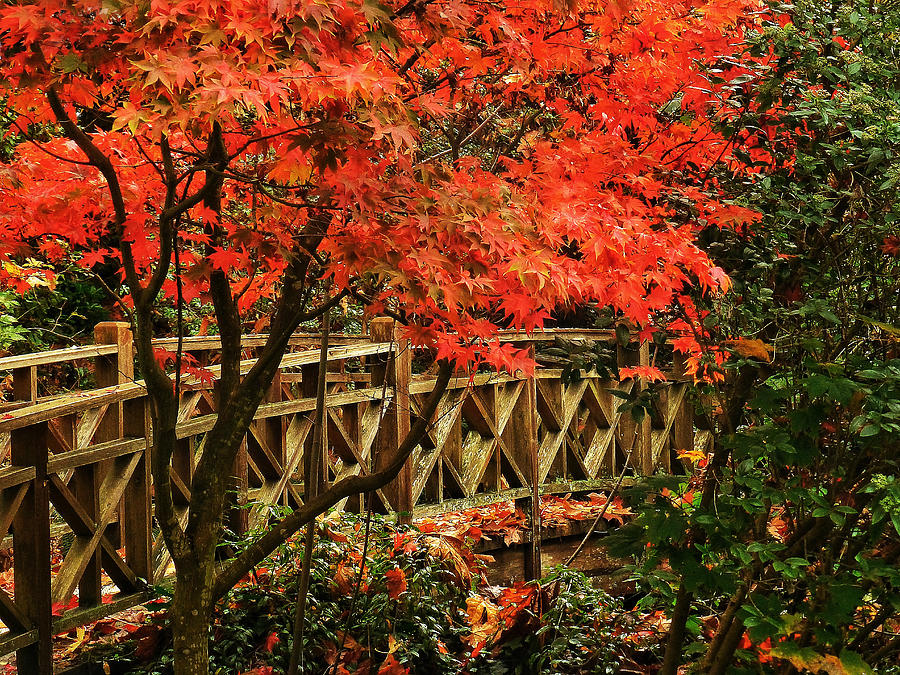 Landscape Photograph - The Bridge In The Park by Connie Handscomb