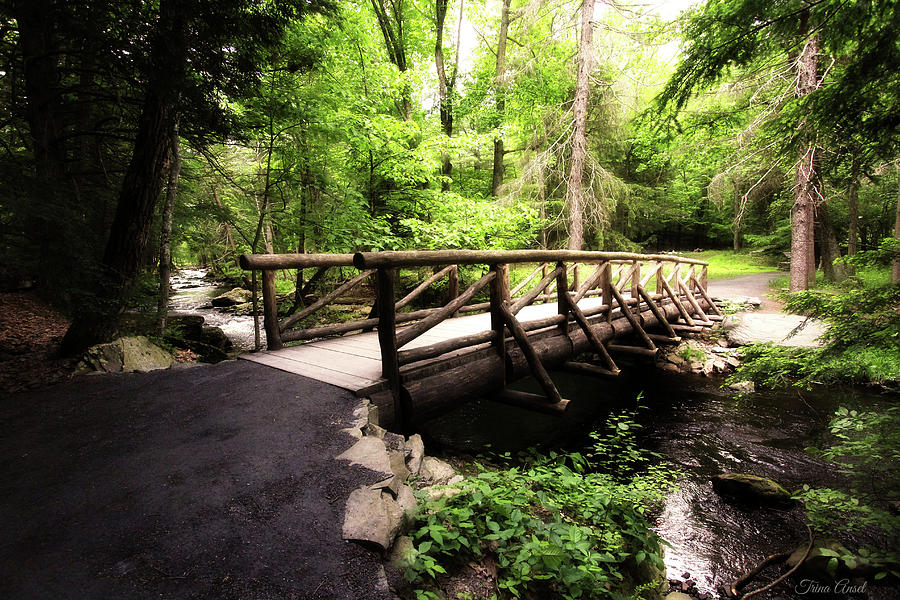 The Bridge Through the Woods Photograph by Trina Ansel