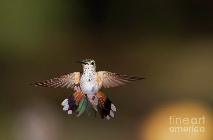 Broad Tailed Hummingbird Flying  Photograph by Ruth Jolly