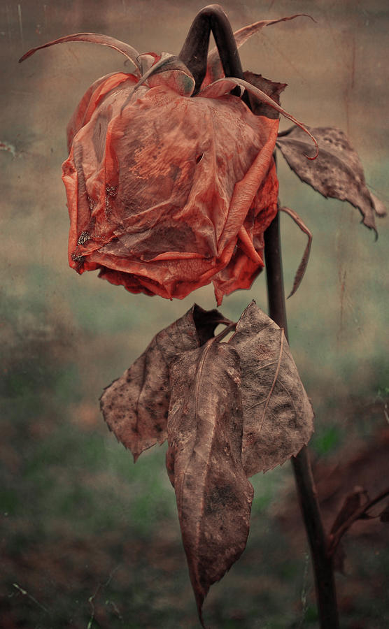 The broken Rose  Photograph by J C