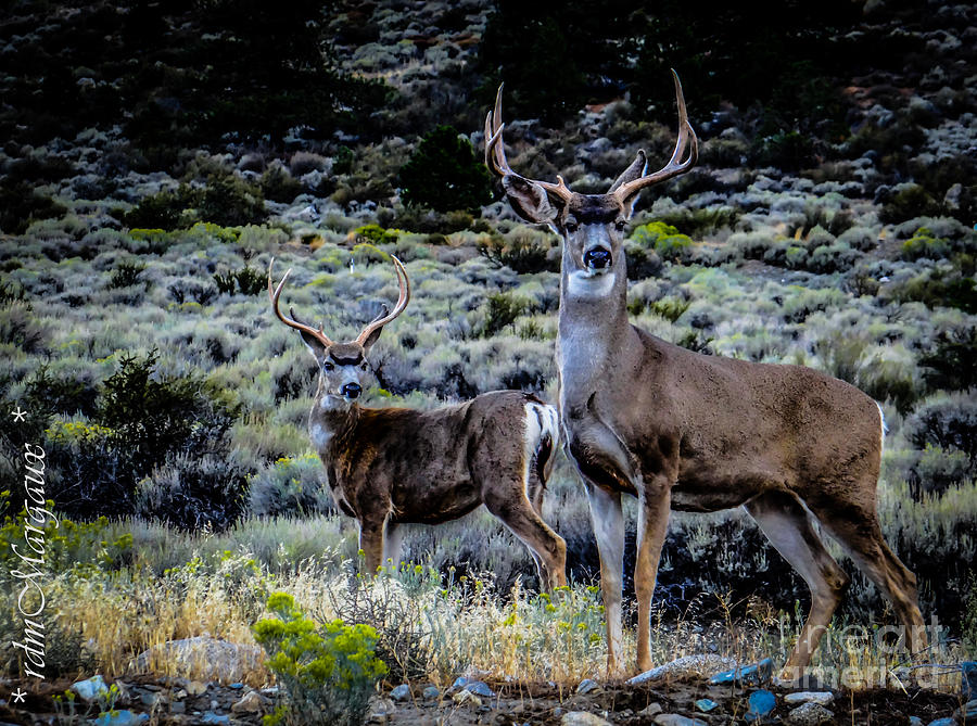 The Brothers Buck Photograph